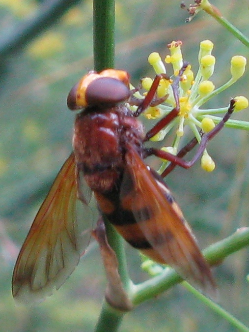 Volucella zonaria (Syrphidae)